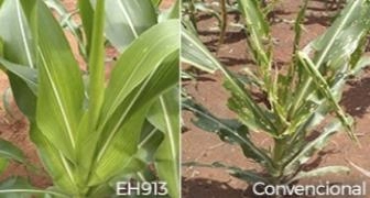 CTNBio aprova milho geneticamente modificado desenvolvido pela Embrapa e Helix