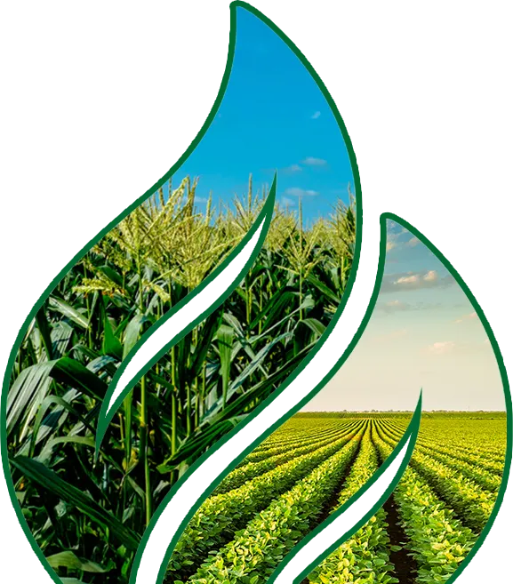 Folha vazada com imagens dentro de plantações.